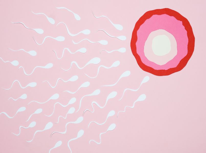 Onderzoek: waarom vrouwelijke vruchtbaarheid zo snel afneemt