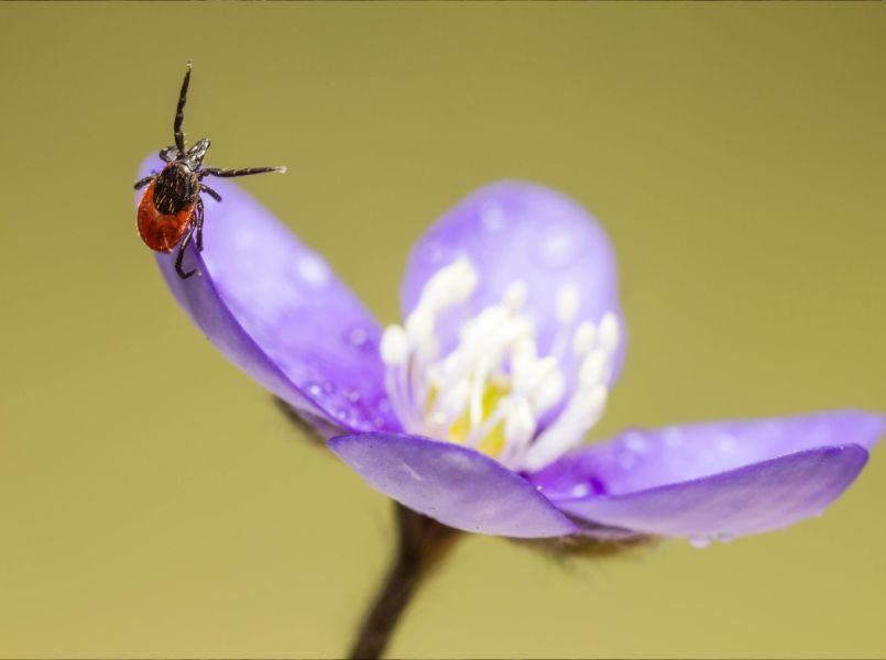 SOS: insecten- en kwallenbeten en prikkende planten